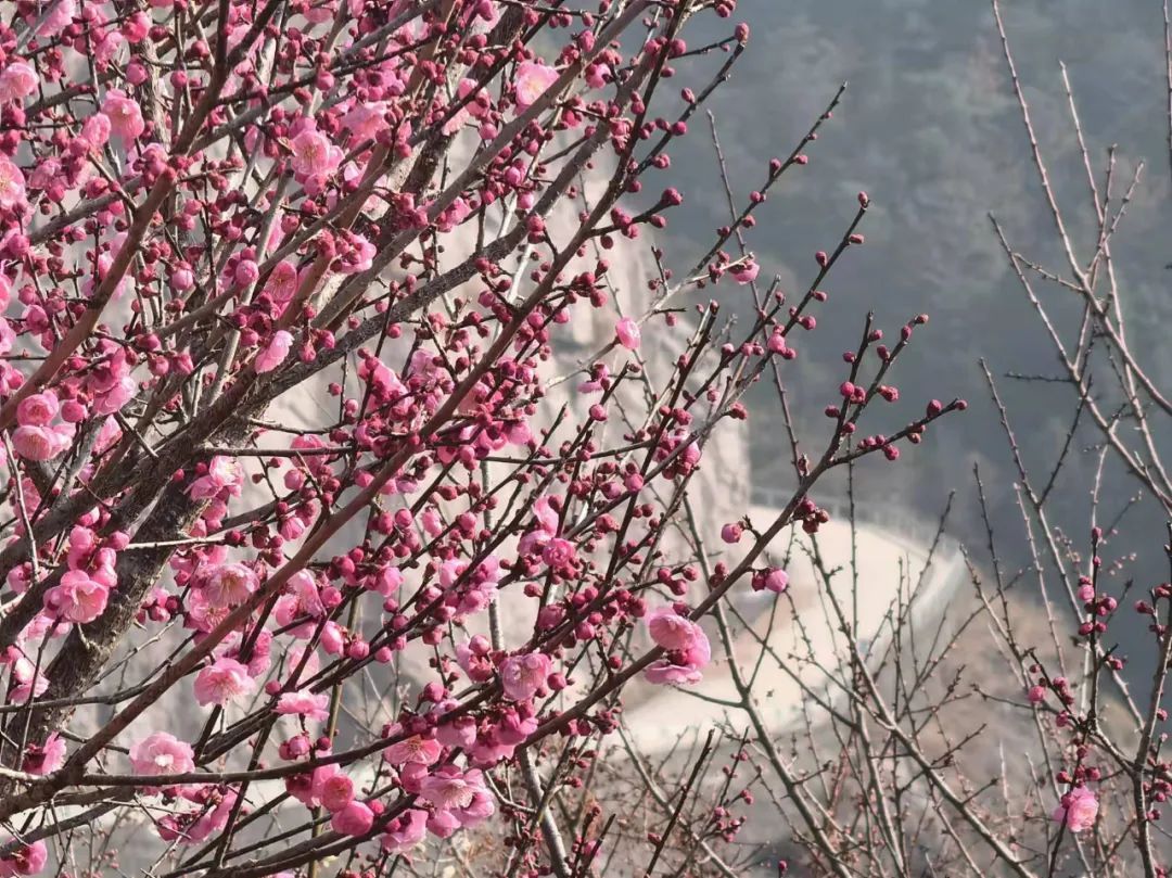 青山蓝天|提早20天！永嘉这里的梅花开了！漫山遍野！