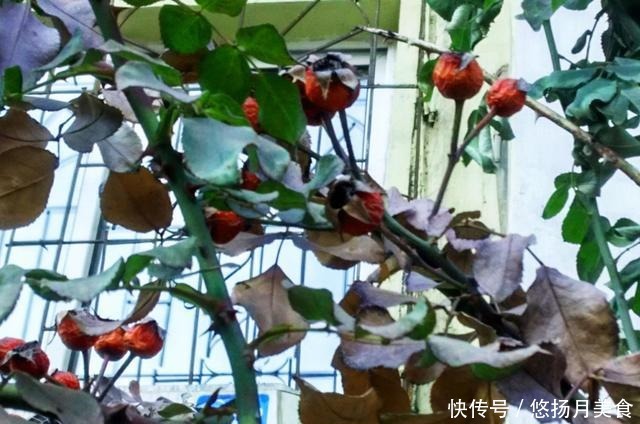 蔷薇|蔷薇枝条上缀满小红果