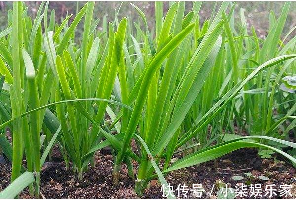 土壤肥力|种植韭菜为什么要培土,原来对韭菜培土的好处这么多