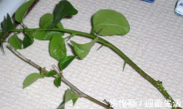 满枝|三角梅不开花,变“刺头”,教你2招拔出刺,满枝全是花球!