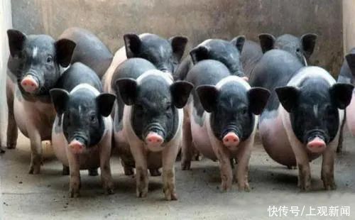  猪肉为什么没有小时候的香了？