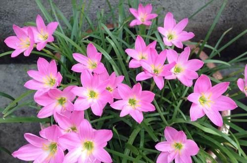 3种适合新手养的花，叶子掉土里都能生根发芽，养一盆超有成就感