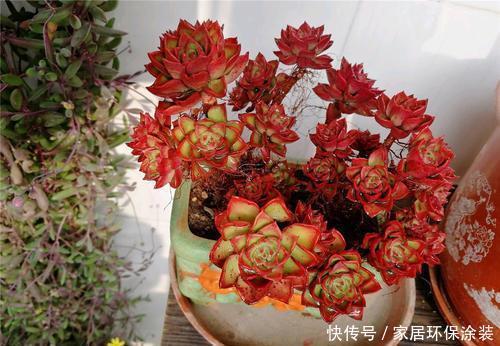 老花农都喜欢的容易爆头多肉,轻轻松松长满盆,适合新手!