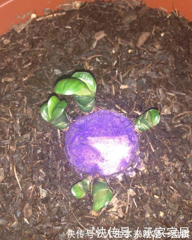 李大姐养君子兰,开春切一刀,养60天,冒出9个芽,要爆盆了