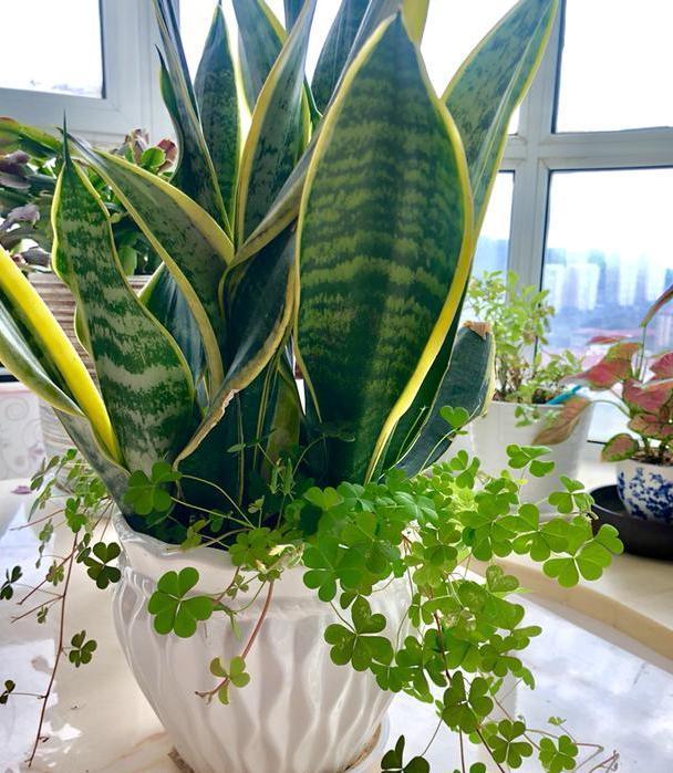 卫生间|卫生间''除异味''大招放置3种绿植除臭，居家环境更舒适