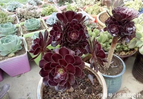 品种|老花匠养多肉7年，总结出4个耐热耐晒品种，安全度夏适合新手
