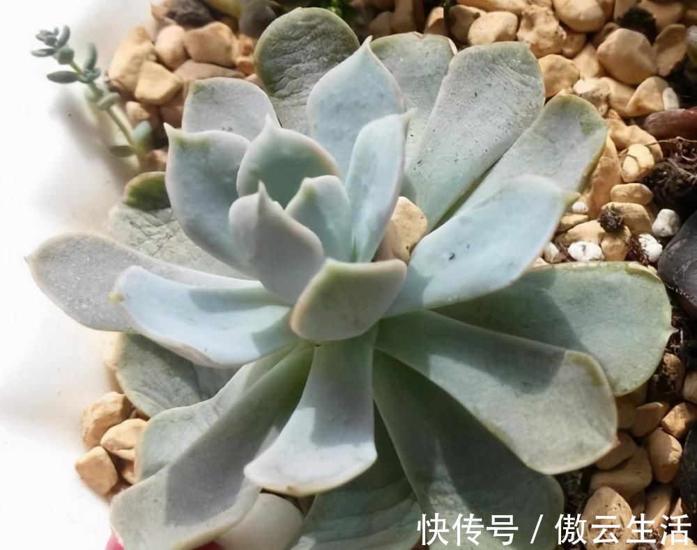 改善|多肉叶片发软,多是这4个原因在搞鬼,这么改善让叶子坚挺有光泽
