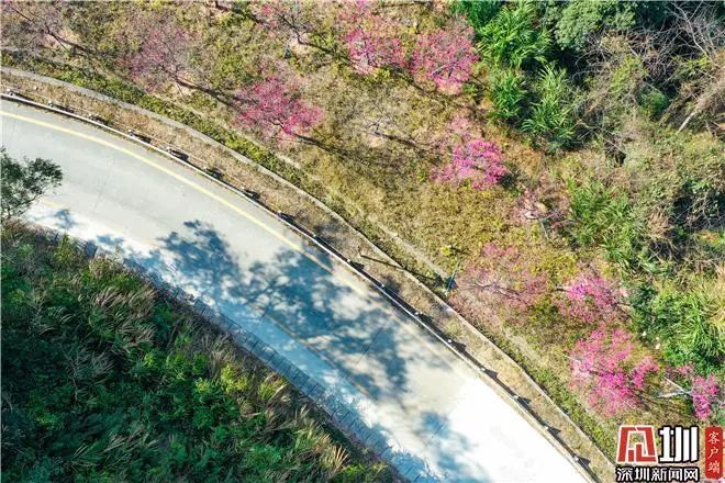 走，一起来看深圳的“花花世界”