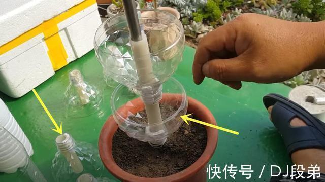 瓶口|攒了1个月的塑料瓶,瓶口朝下一个扣一个,用来扦插多肉,生根快