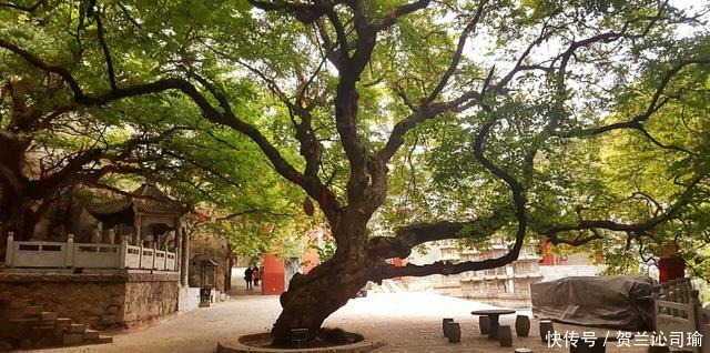 寺院|山东人气高的一座寺庙，是鲁南地区规模较大的寺院，是4A风景区