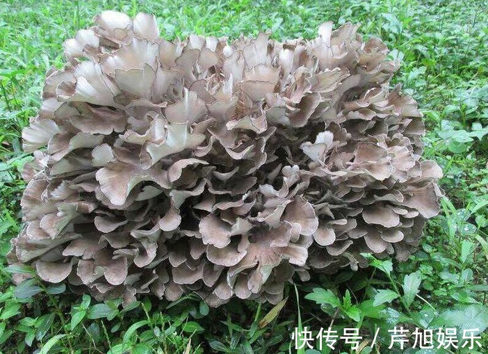 绞汁|见到此野花,一定要拔回家,好处不请自来,作用非常大