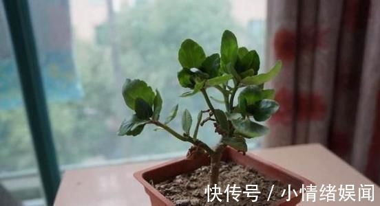 修剪工作不能等,这几种花立秋就修剪,开花更多生长旺