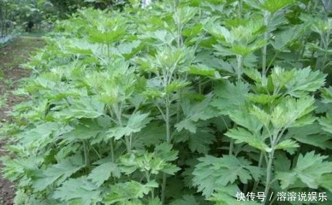 常用艾草泡脚，身体收获三个好处，但泡脚要注意时间，不能饭前泡