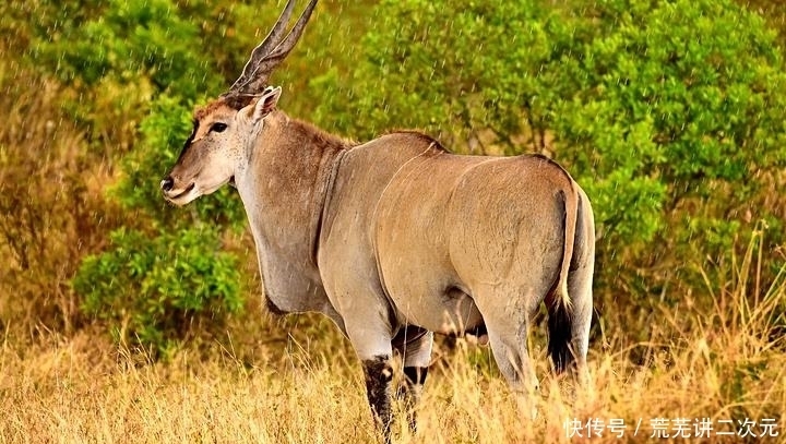 指鹿为马|历史新解:赵高没有欺骗大家,“指鹿为马”是真的马