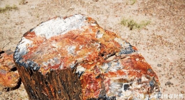 宝石|美国西部有一个“玛瑙森林”,遍地天然宝石,无人看管没人偷捡!