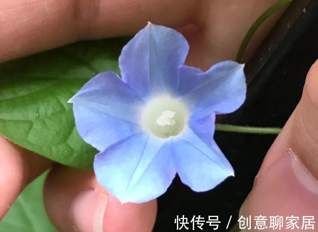 凤仙花|10种花开完不要剪,等20天之后,1盆变多盆