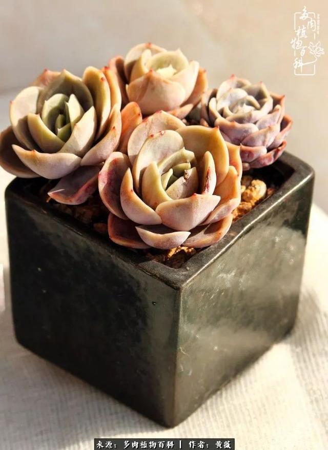 养了三年多肉，终于明白佛系养肉才是王道！