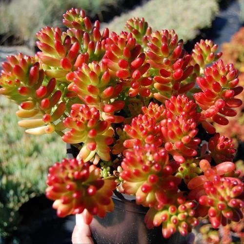 养多肉乙女心，掌握几个要点，长成果冻色小老桩，好像娇羞少女！