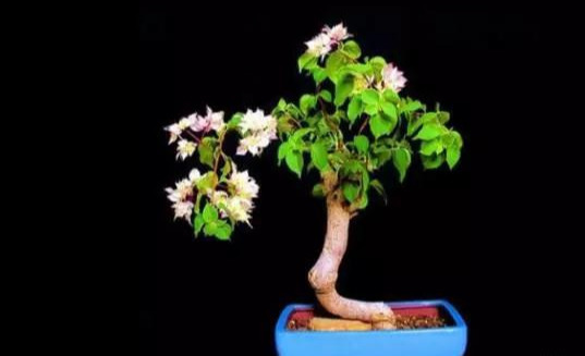 盆景|三角梅养成盆景又美又飒，爬成花墙热情浪漫，爆花成球秘诀在这