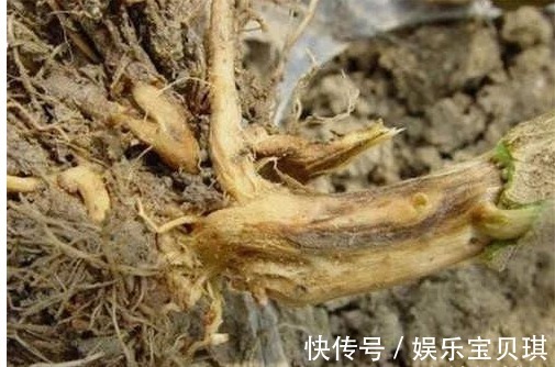 细末|一颗小茄子,养生大功效!茄子的13个顶级妙用,13种疾病皆可治!