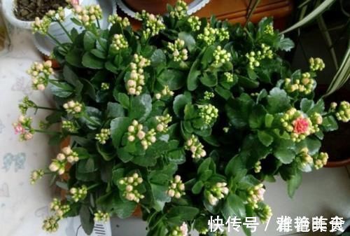 冬天养长寿花,用3个小方法催催花,花团锦簇,色泽鲜艳