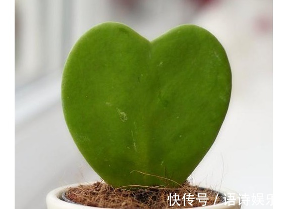 丝瓜筋|翻盆的时候放入以下东西,一年都不用施肥助你叶翠花靓!