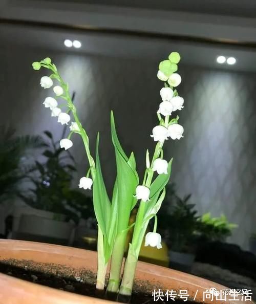 养护|这3种花,可以给屋“添香”,漂亮好养,芳香怡人