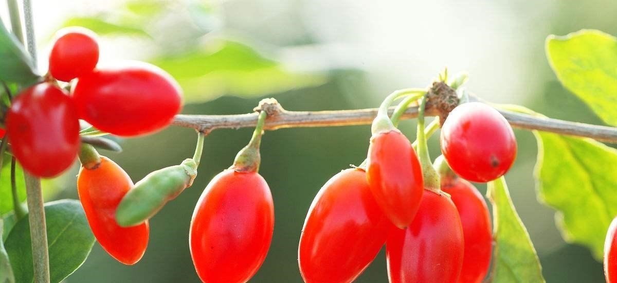 肾炎|肾病的“死对头”, 每天坚持吃几口, 肾虚和肾炎全赶跑!