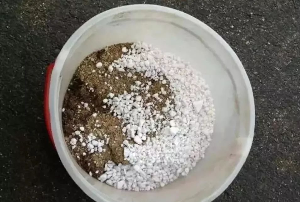 病虫害|刚买的多肉学会正确处理，可减少病虫害，快速恢复生长