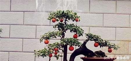 大气|富贵人家，必养的3种“盆景”，个个大气高贵，您有养吗