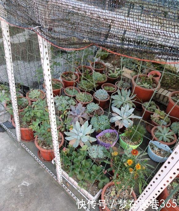 多肉在夏天，垫个“小东西”，不怕浇水不怕晒，越养越漂亮