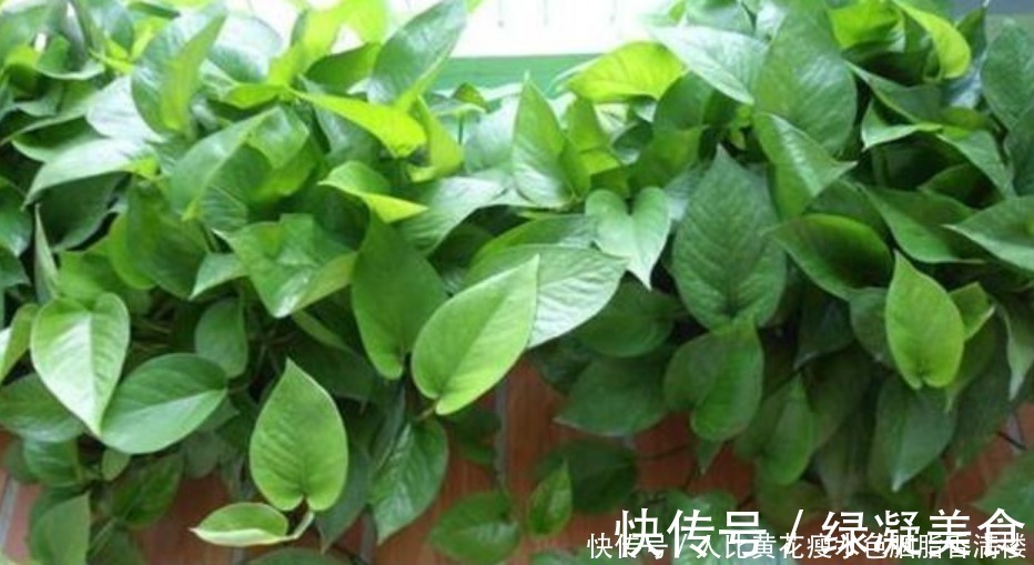 光照|人养花,花也养人,“3种花”家养里,空气清新,还有助于睡眠!