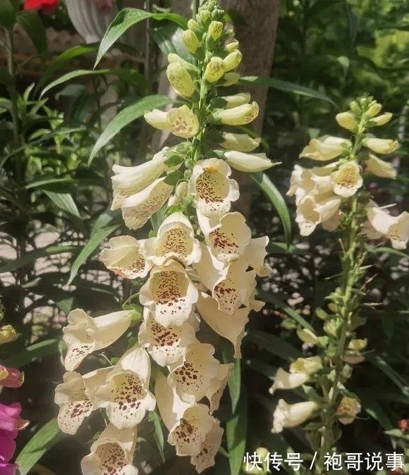 农历九月初六寒露后,养什么花?以下3种花,前程似锦如梦似幻