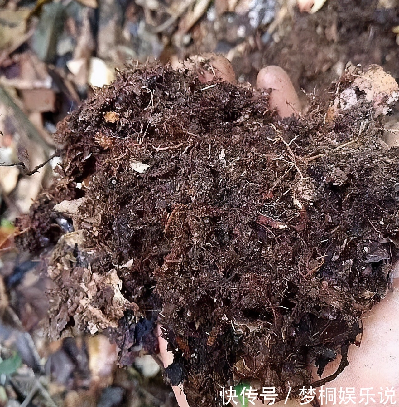 坏习惯|养花失败、伤亡多,源于这“3个”坏习惯的养成