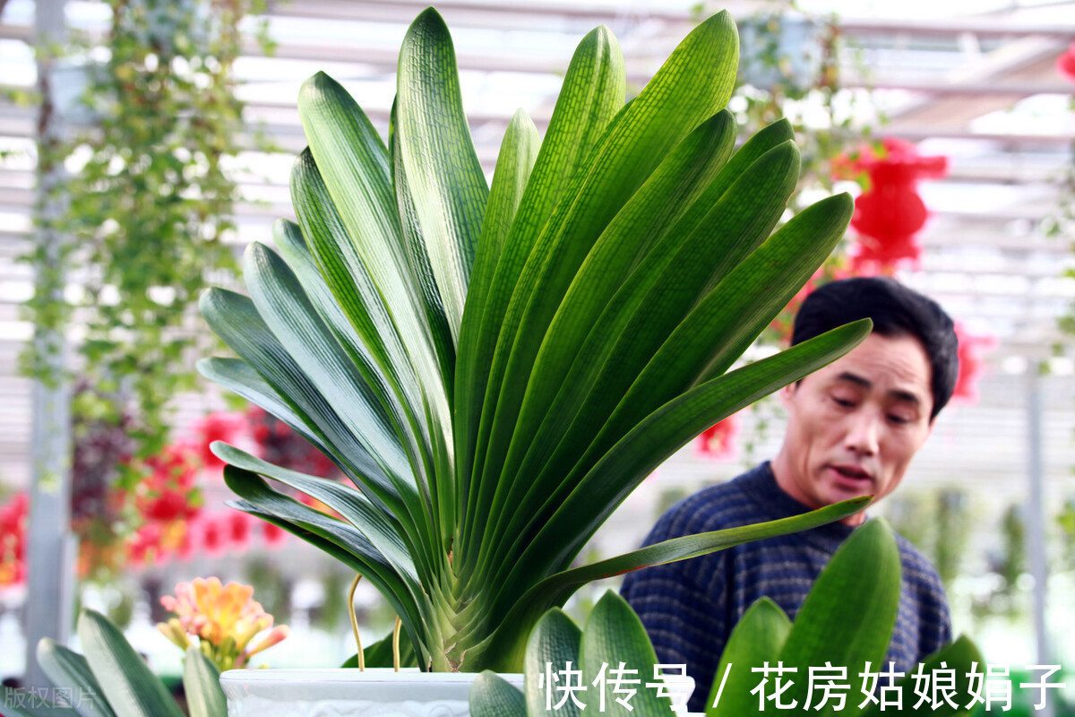 黄叶|君子兰入夏要“静养”,3件事不能做,不然黄叶、花难开