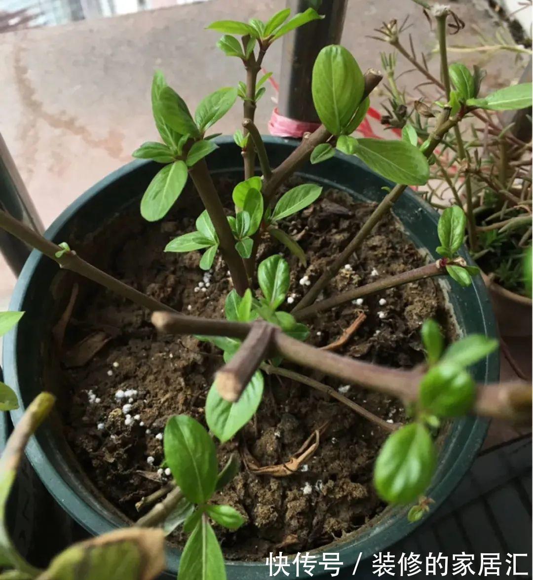 6种花别养老桩,越老越不开花,赶紧扦插备份