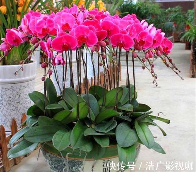 蝴蝶兰养不活开花少3招降低养护难度,花枝粗壮,开花又大又多