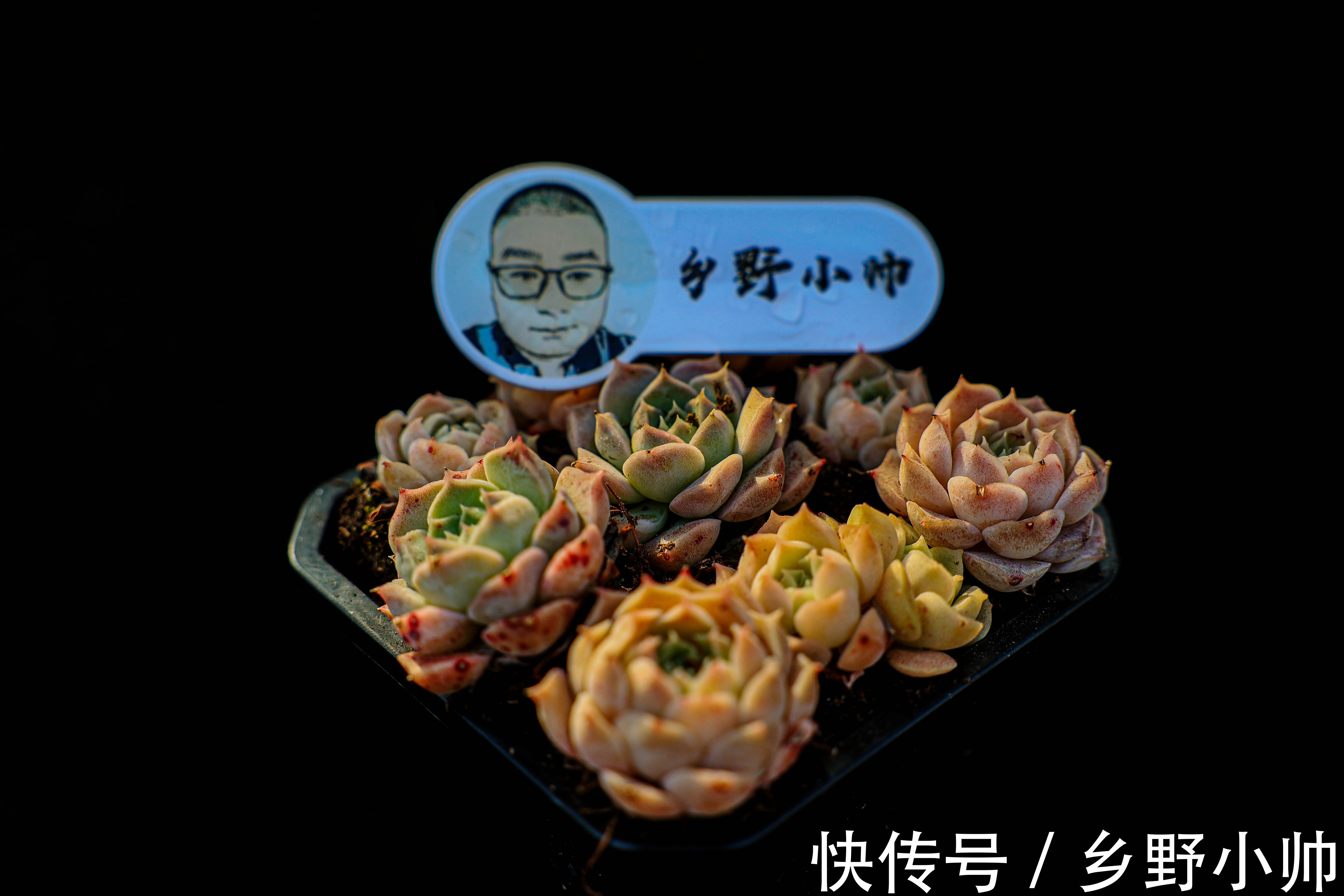 多肉长黑斑怎么办?了解原因做好预防,让多肉远离黑斑病