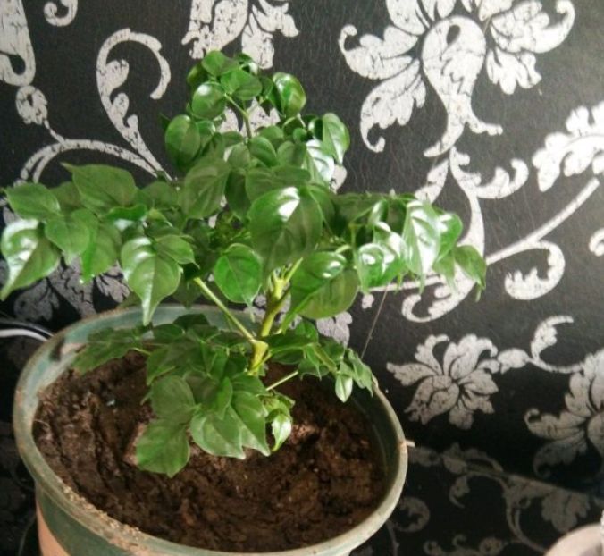 4种颜值高的漂亮花,招财集福气,养在家里寓意好