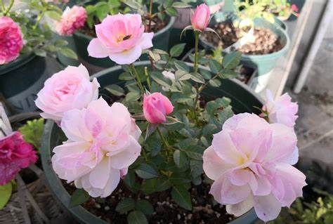 养花试试这款，美丽而浪漫的色调就像一个来自天空的仙女