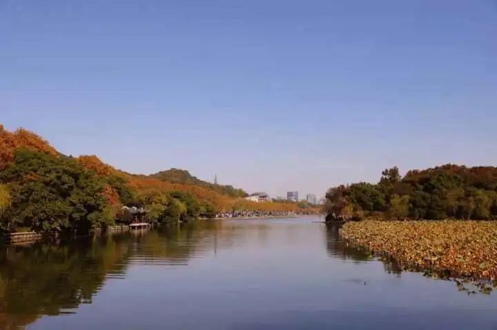 北山路|秋景大片正在上映，北山路、孤山路、黄龙洞等着你来！坏消息：较强冷空气已在候场