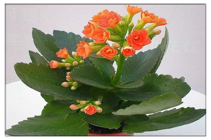 夏季给长寿花浇灌苏打水，这个错误立马改掉，别说没提醒你