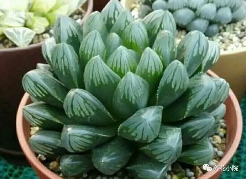 4种多肉怕过夏天，要提前做好养护，防止出现腐烂