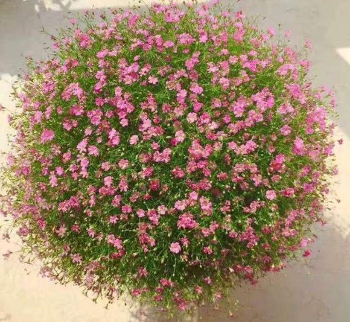 家里养这几款植物，耐寒易打理，花美色艳，花儿轻松开爆盆