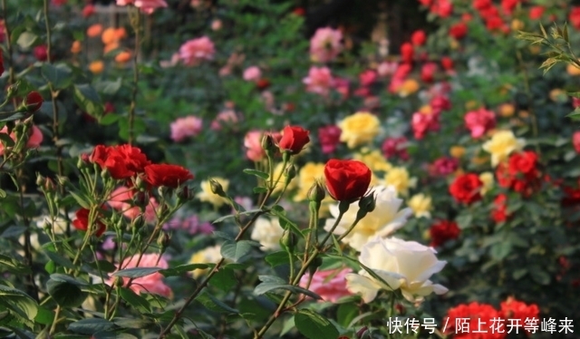 天竺葵|这种植物全年开花,很容易扦插成活,插到土里就能生根