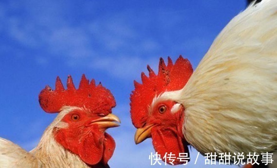 鸡皮|转告家人鸡身上4“器官”,也许营养少且毒素多,劝你少碰为妙