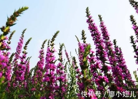 薰衣草|形似柳叶,犹如湖畔迷路的薰衣草,不要去破坏