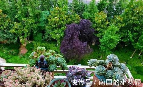 叶片|养多肉不爆“头”？“掰叶法”来帮忙，叶片掰一掰，叶下长满新头