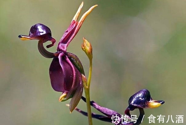 贝母|美丽而奇特,这些花的造型是你极少见到的,有你认识吗?(上)