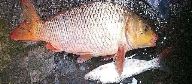 钓友|再三强调,搓饵按我说的用,上钩的鱼儿一条大过一条,特过瘾